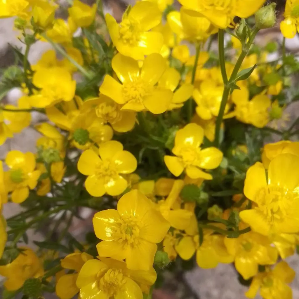 Ranunculus Sardous