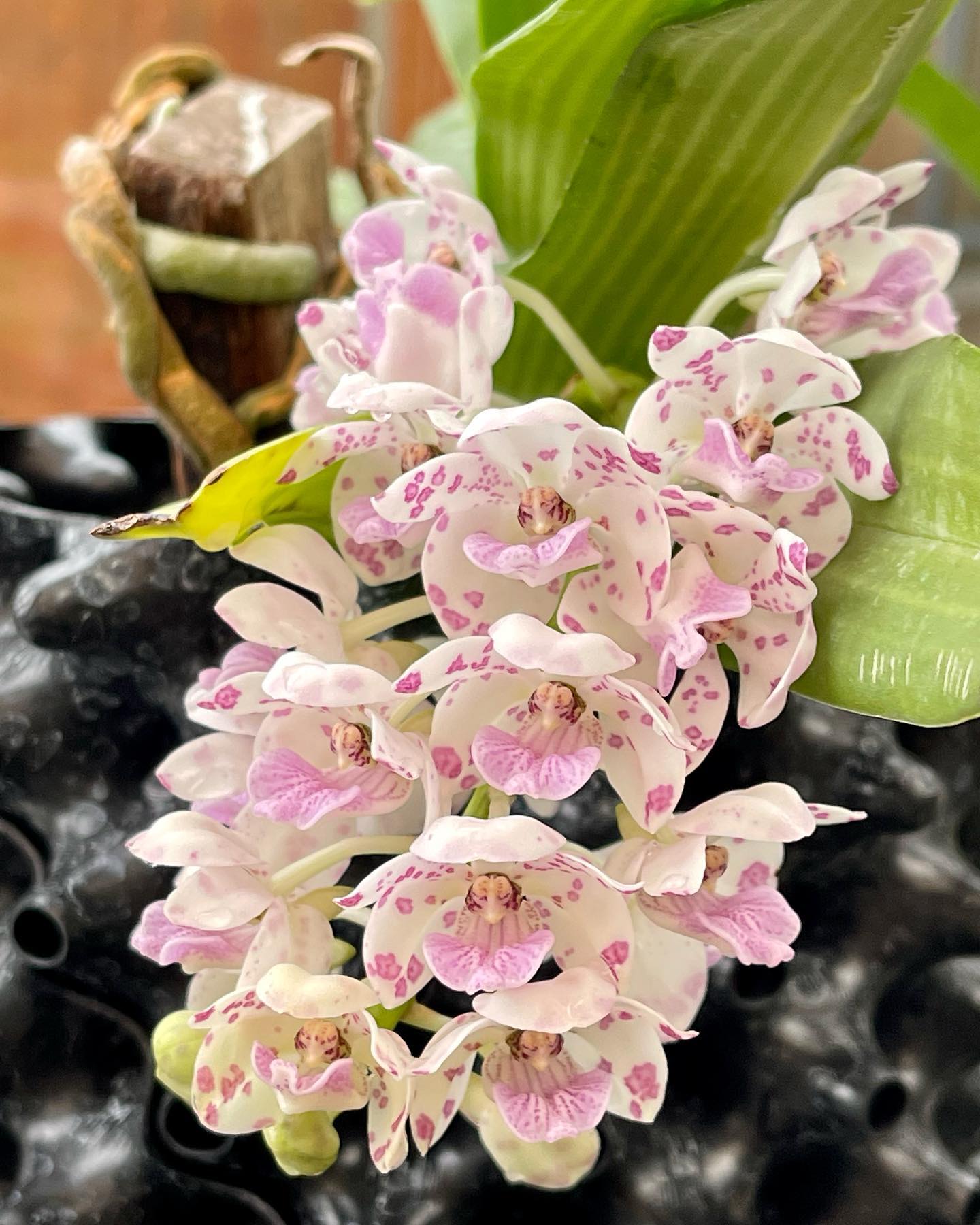 Rhynchostylis Gigantea