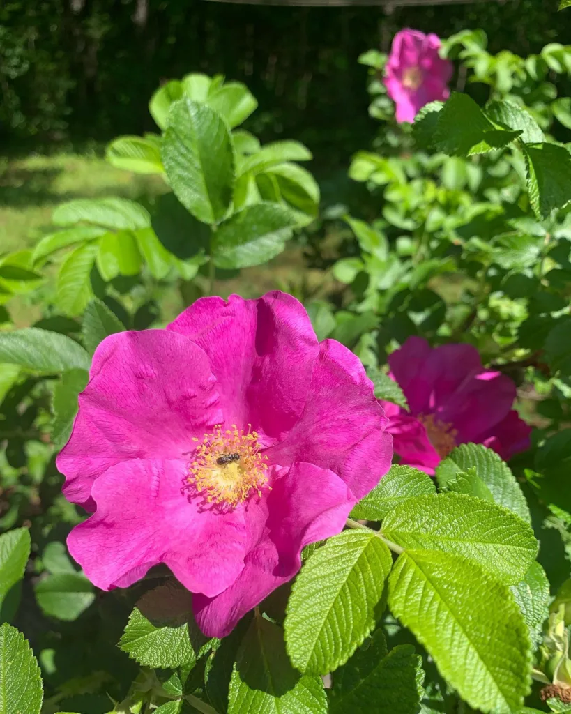 Rosa Rugosa