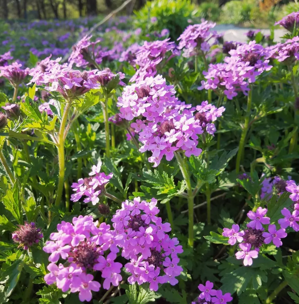 Rose Verbena