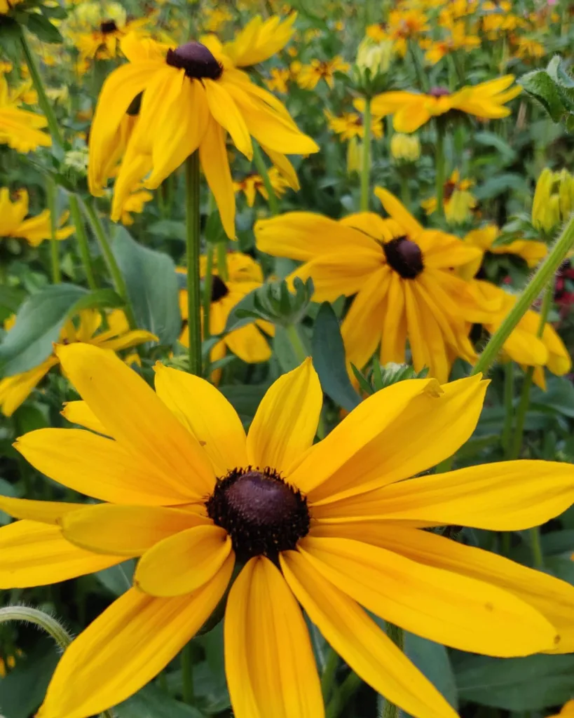 Rudbeckia Hirta