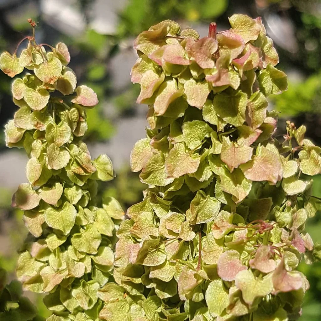 Rumex Longifolius