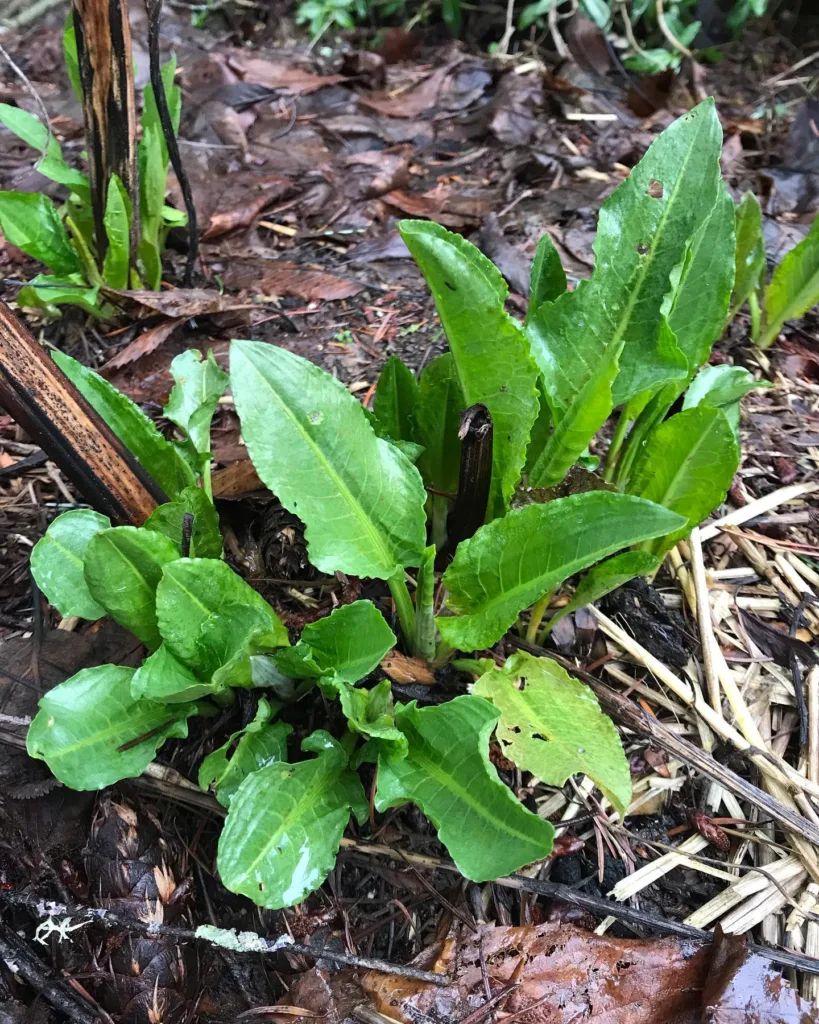 Rumex Patientia