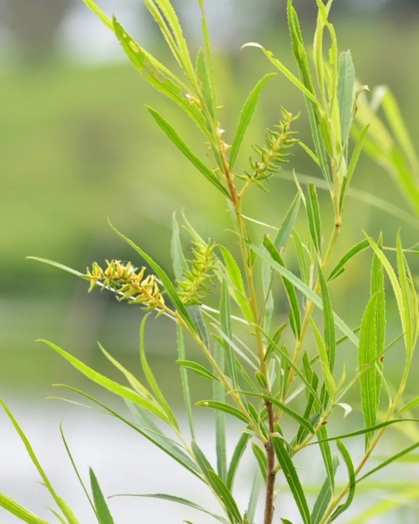 Salix Exigua