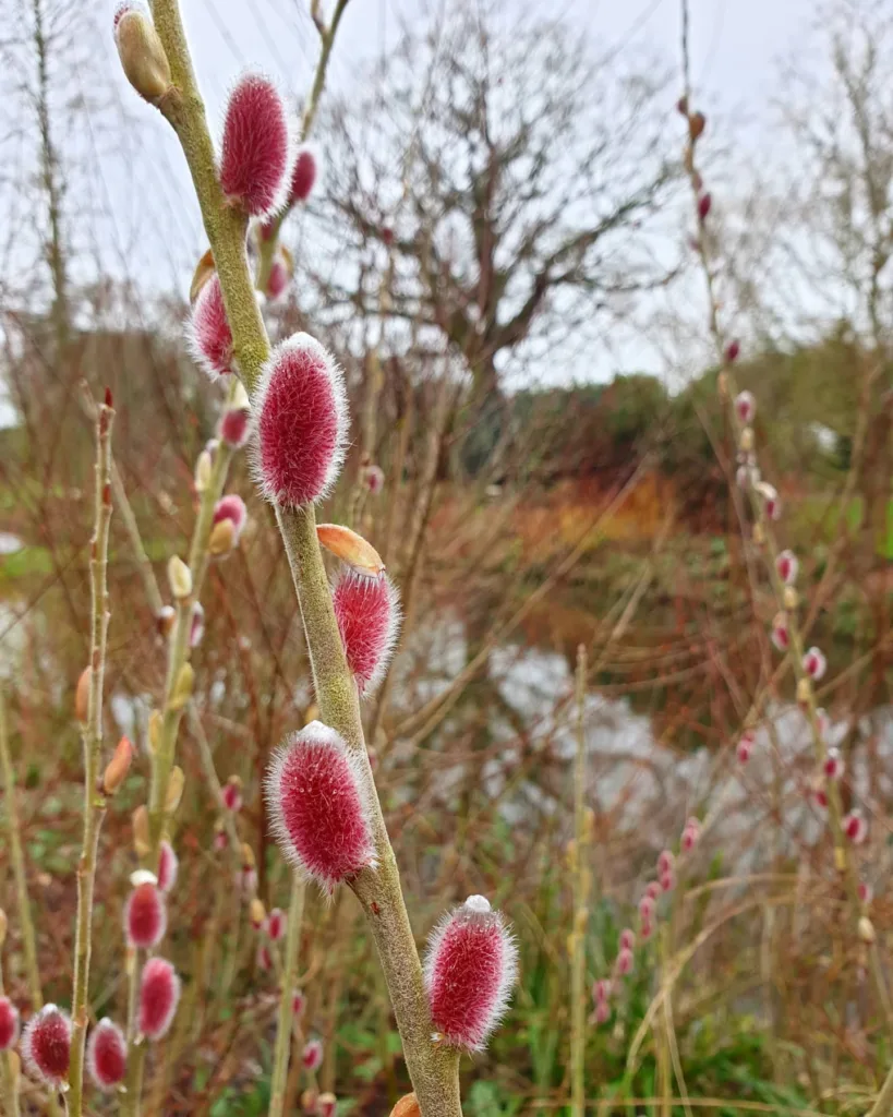 Salix Gracilistyla