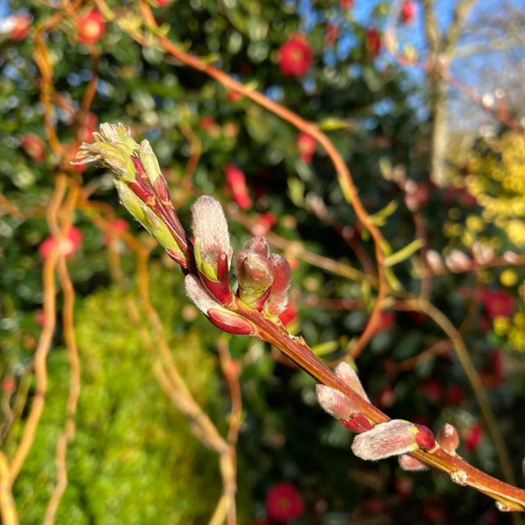 Salix Udensis