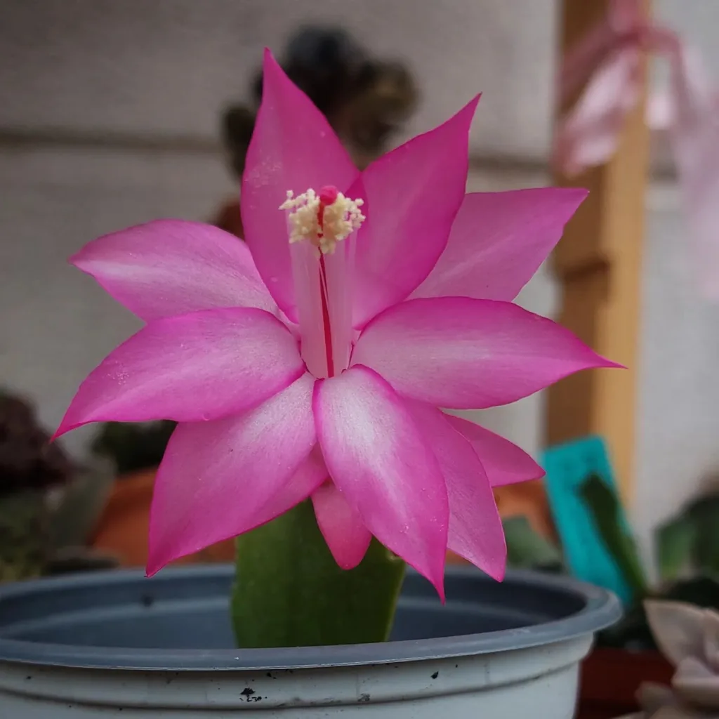 Schlumbergera Truncata Christmas Cactus