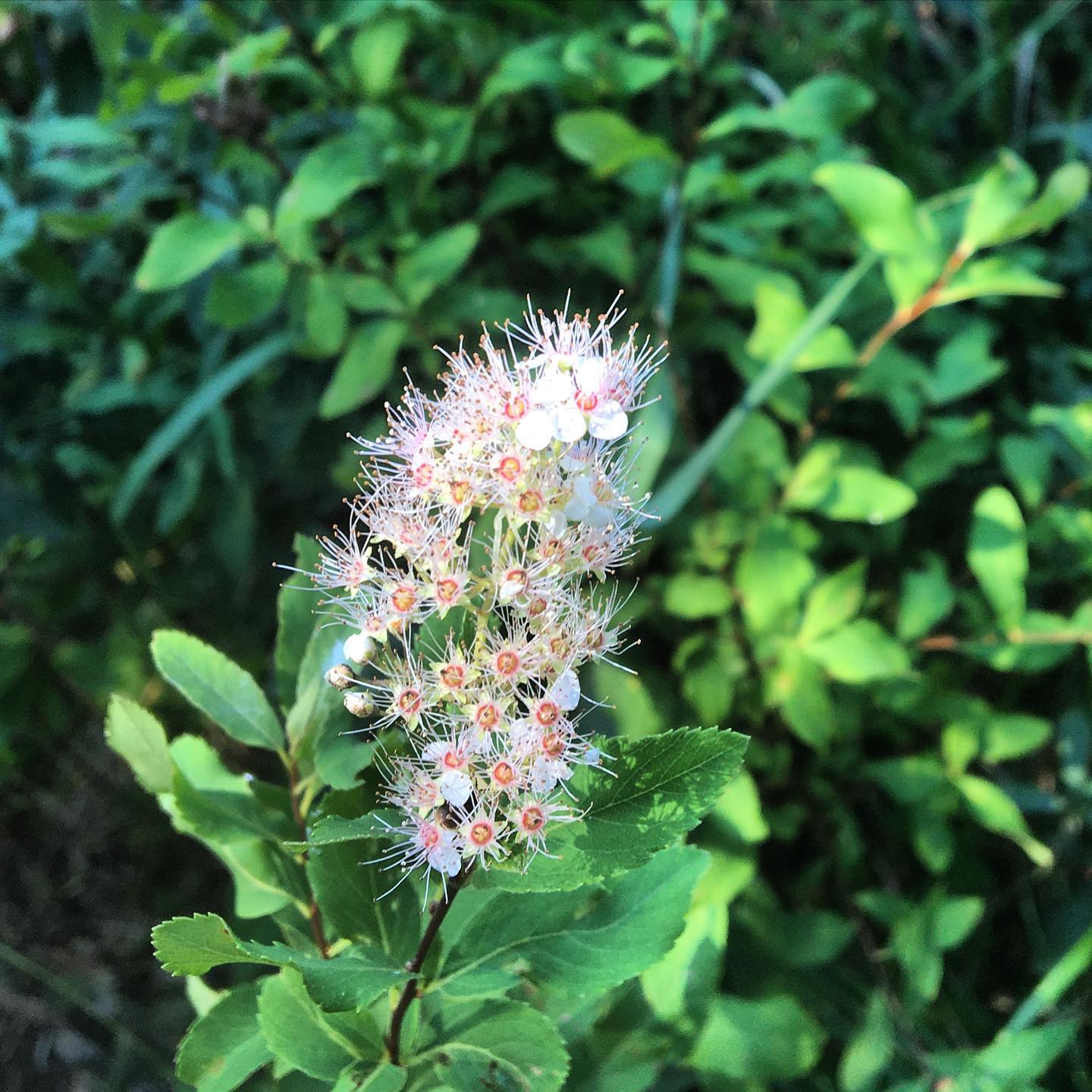 Spiraea Alba