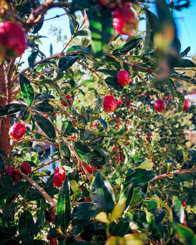 Syzygium Paniculatum