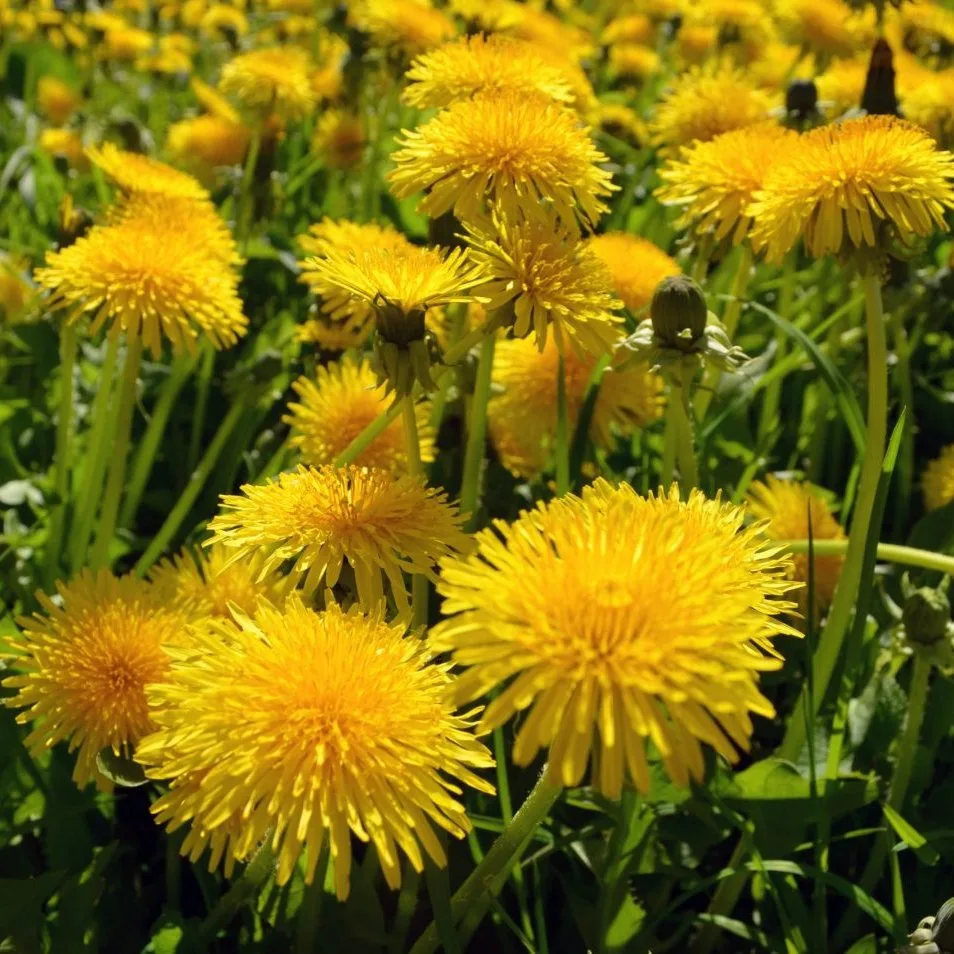 Taraxacum Officinale