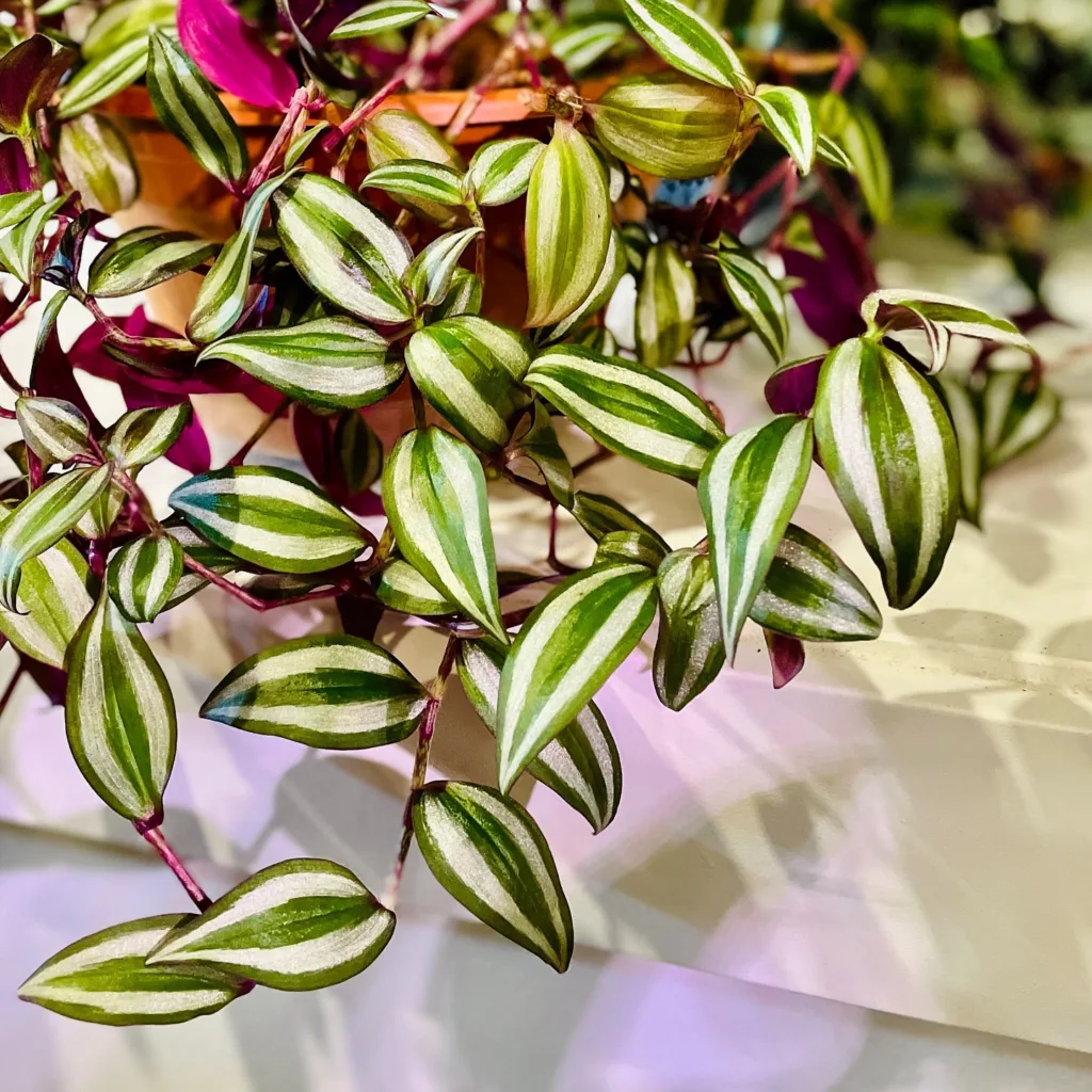 Tradescantia Zebrina