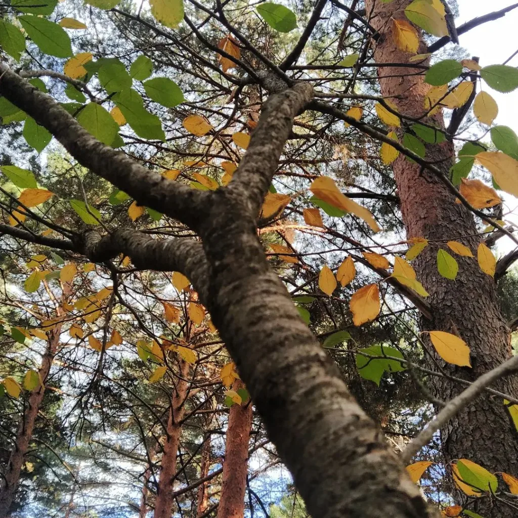 Ulmus Glabra