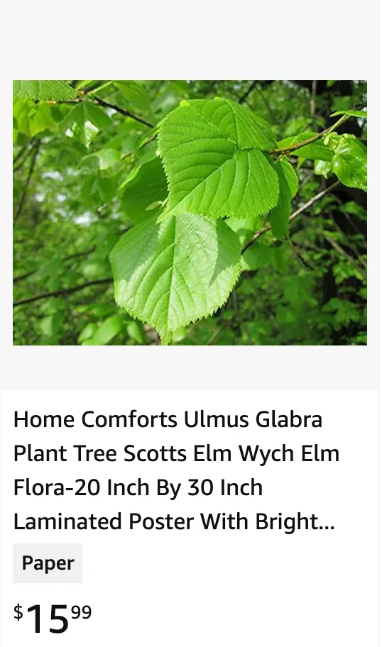 Ulmus Glabra | Monsteraholic