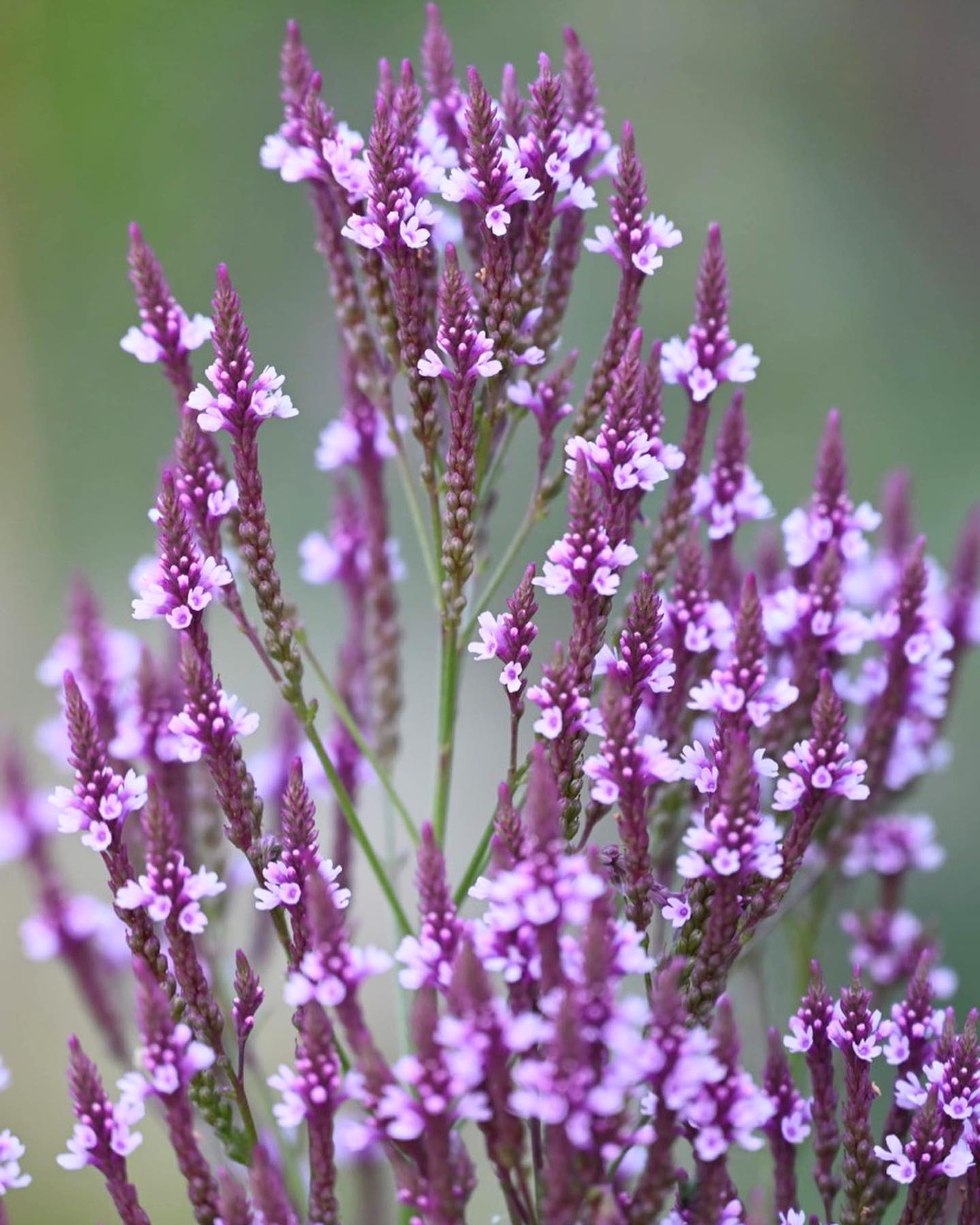 Verbena Stricta