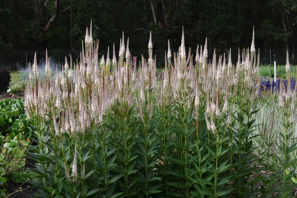 Veronicastrum