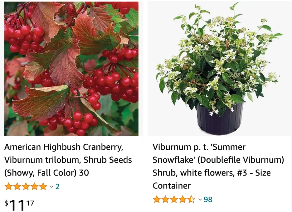 Viburnum