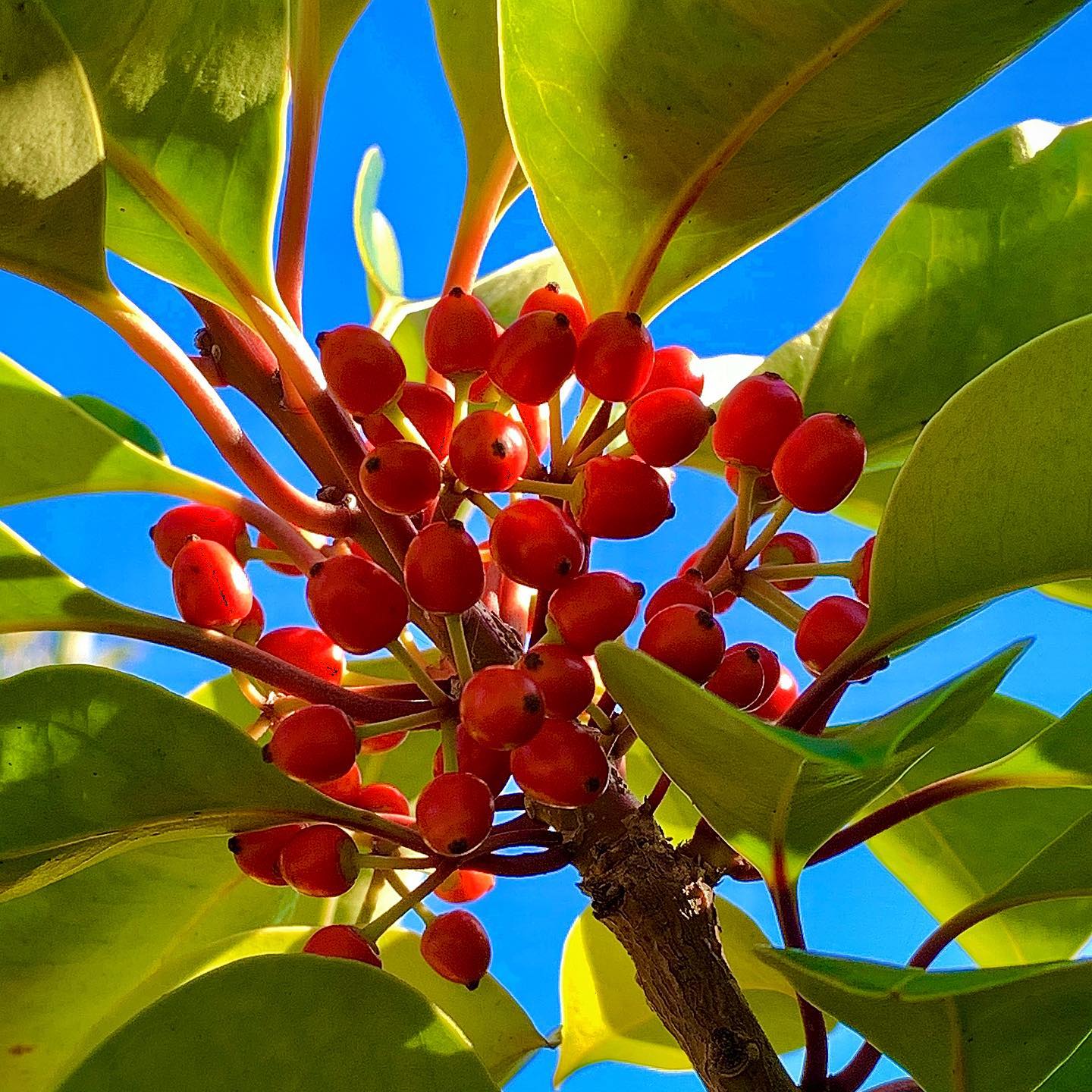 Viburnum Awabuki