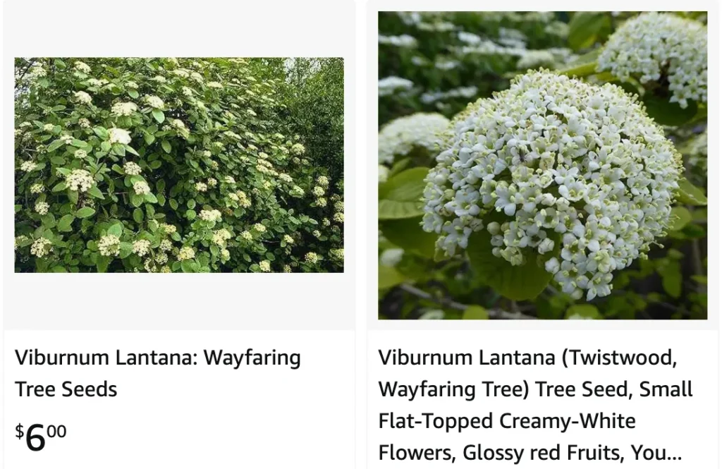 Viburnum Lantana