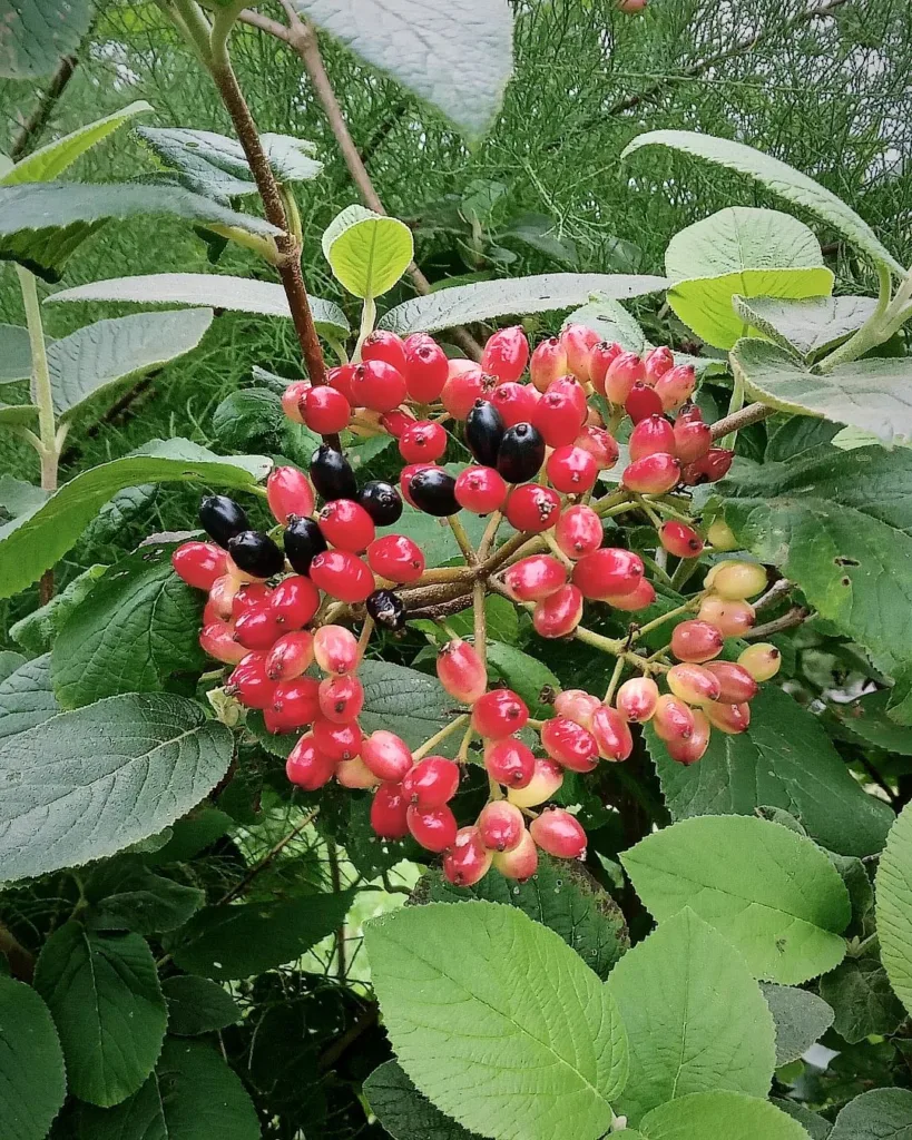 Viburnum Lantana