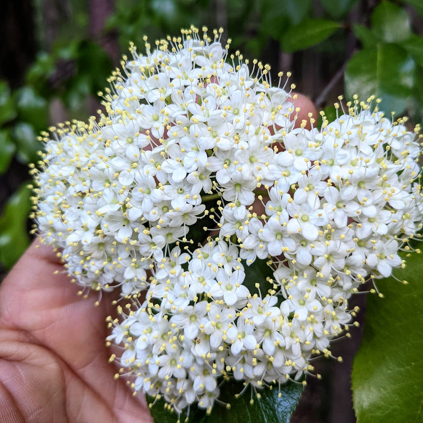 Viburnum Rufidulum