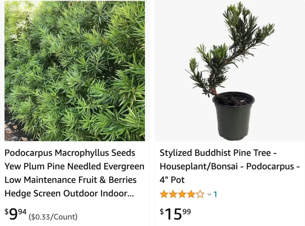 Yew Podocarpus