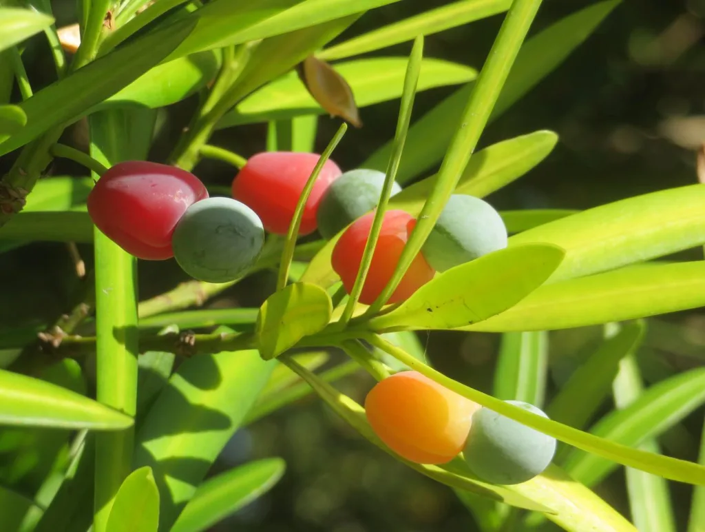 Yew Podocarpus