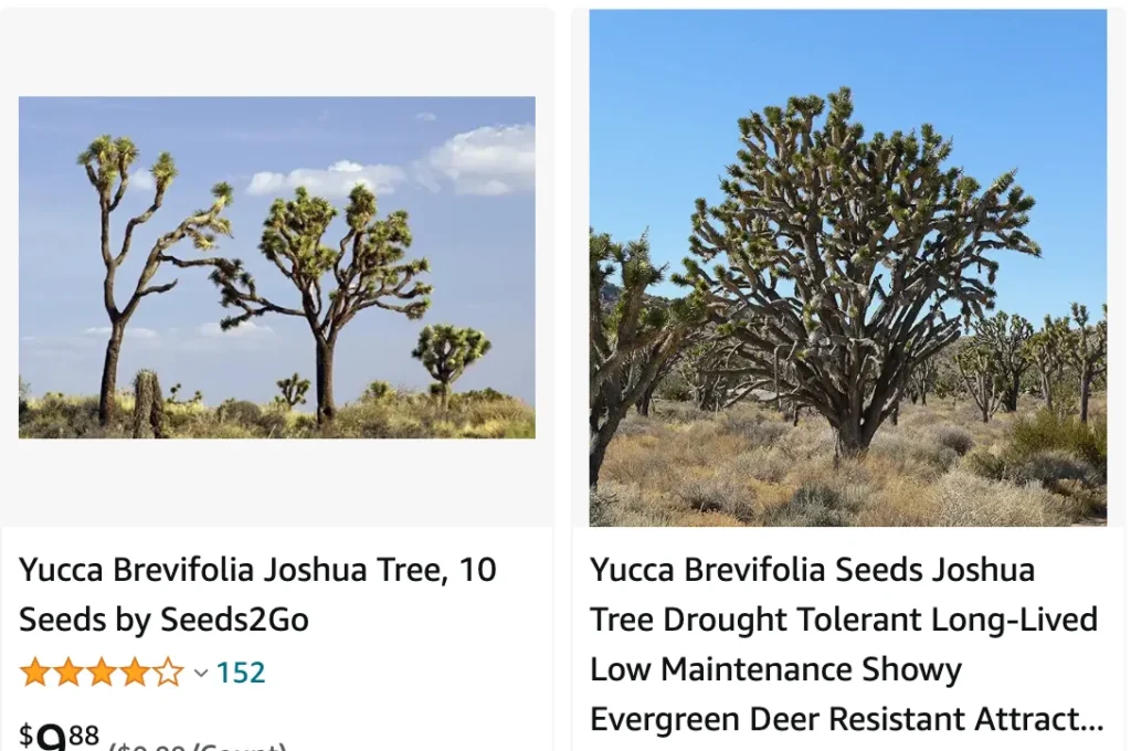 Yucca Brevifolia