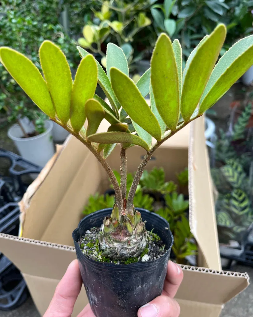 Zamia Pumila