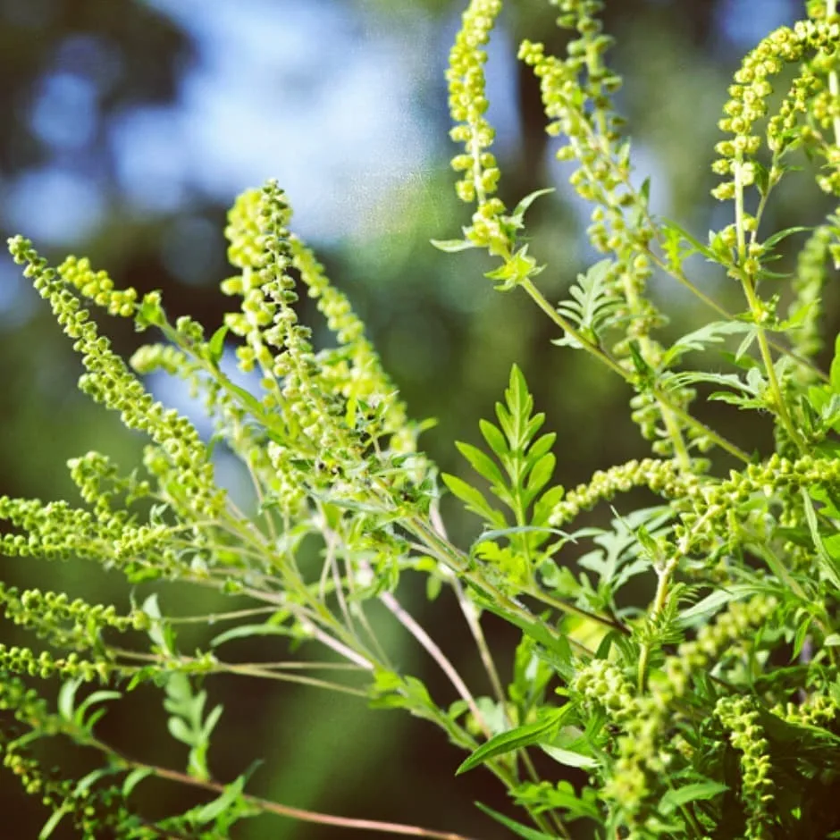 Ambrosia Artemisiifolia