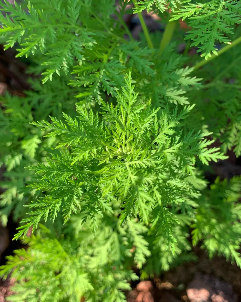 Artemisia Annua