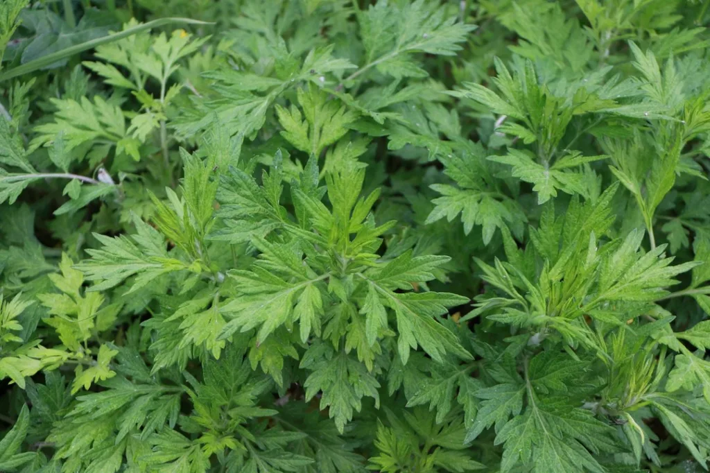 Artemisia Vulgaris