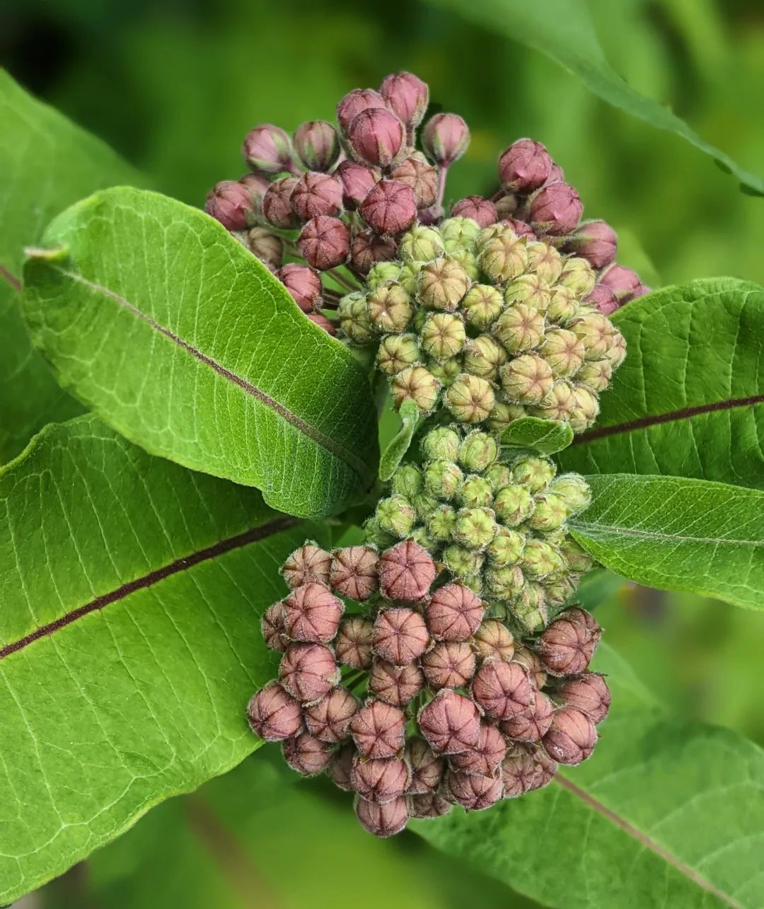 Asclepias Syriaca