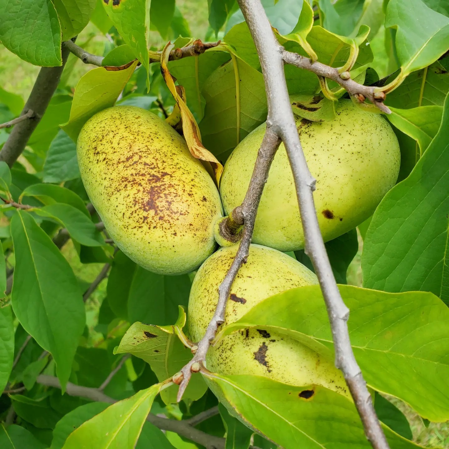 Plant FAQs: Asimina Triloba - Pawpaw Tree