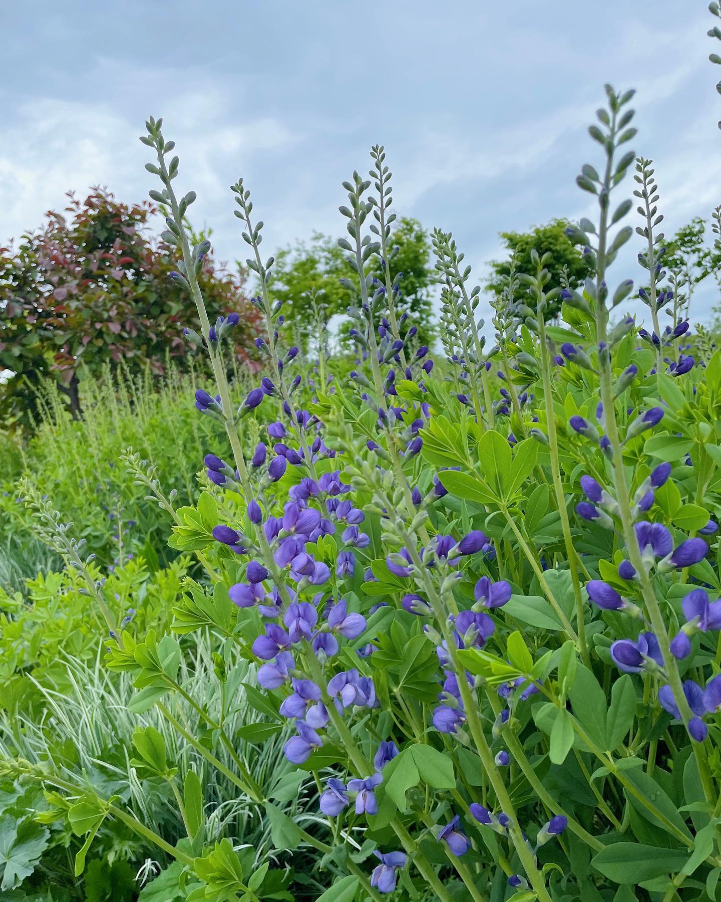 Baptisia Australis