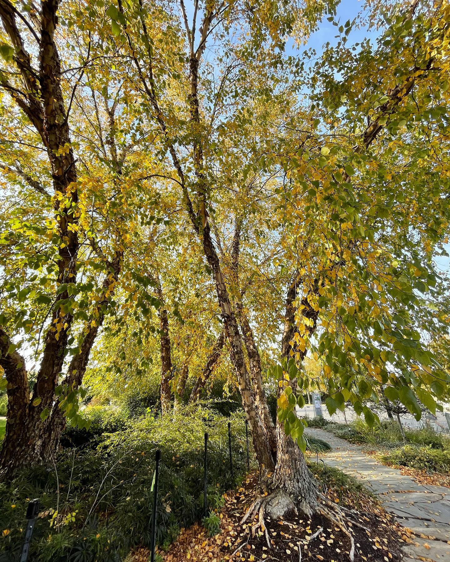 Plant FAQs: Betula Nigra - River Birch