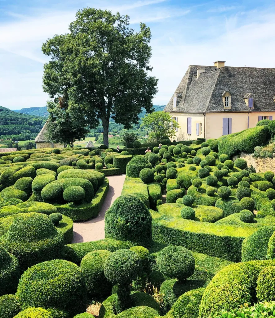 Buxus Sempervirens