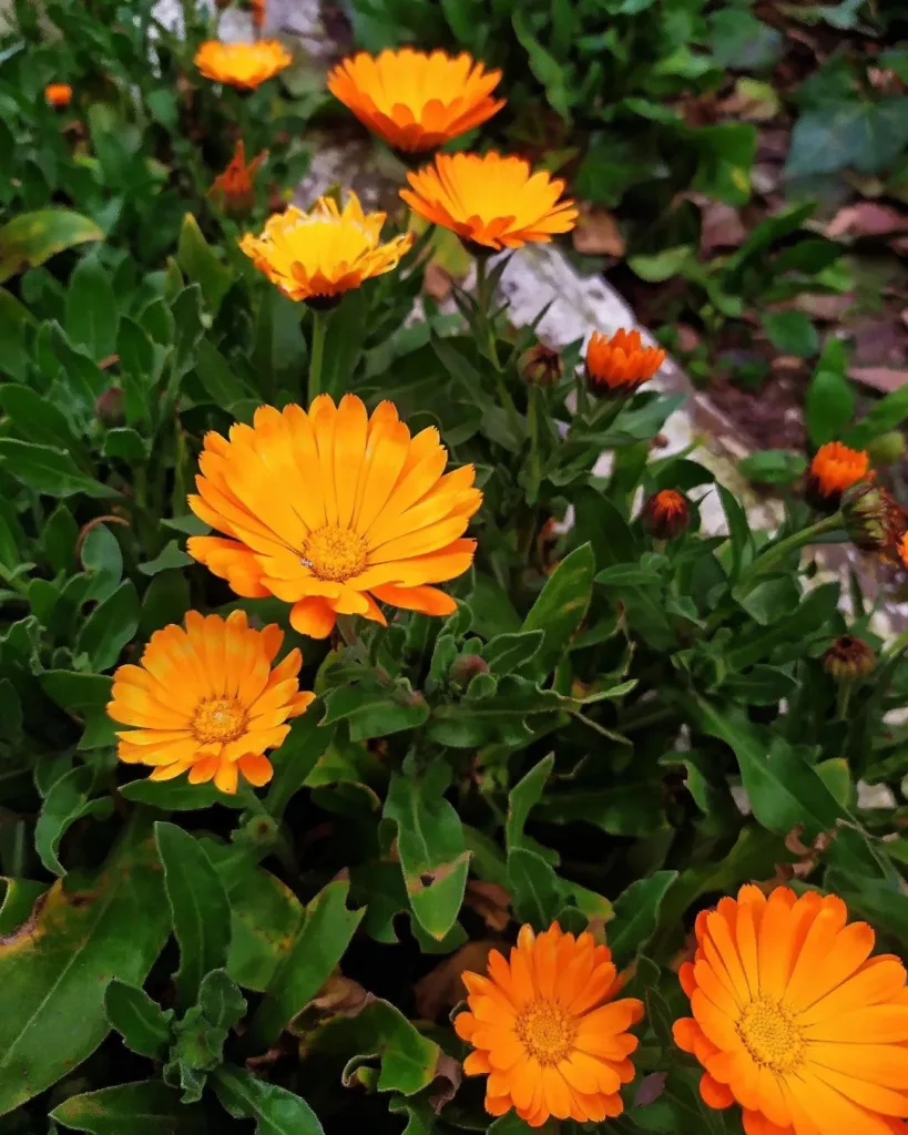 Calendula Officinalis