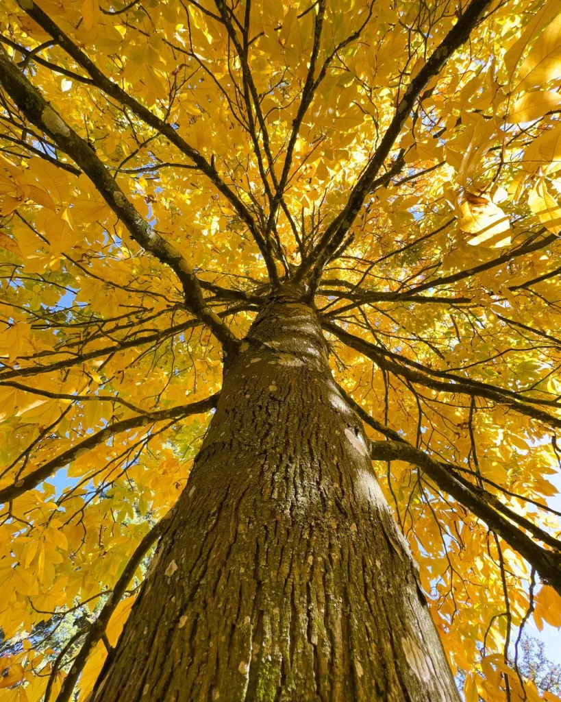 Carya Ovata