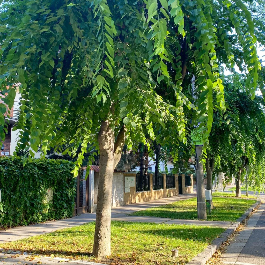 Celtis Occidentalis