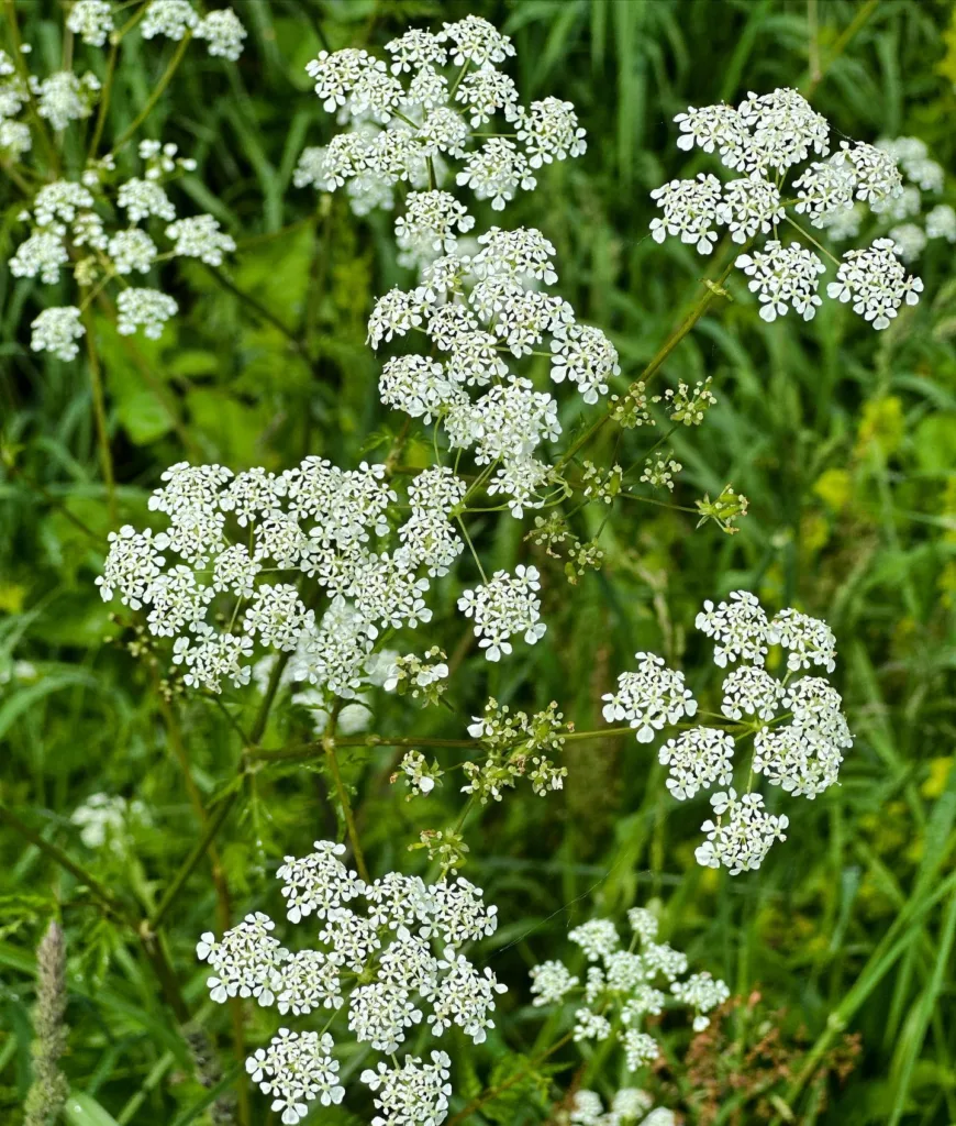 Conium Maculatum