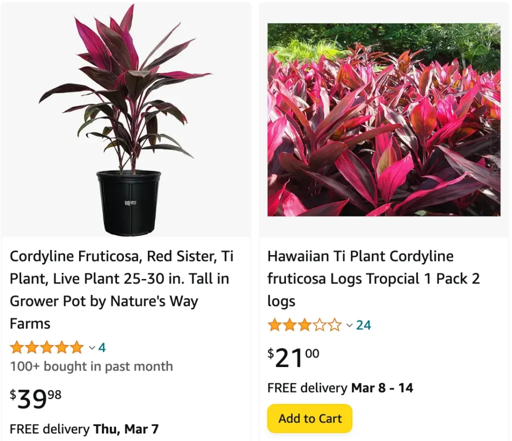 Cordyline Fruticosa