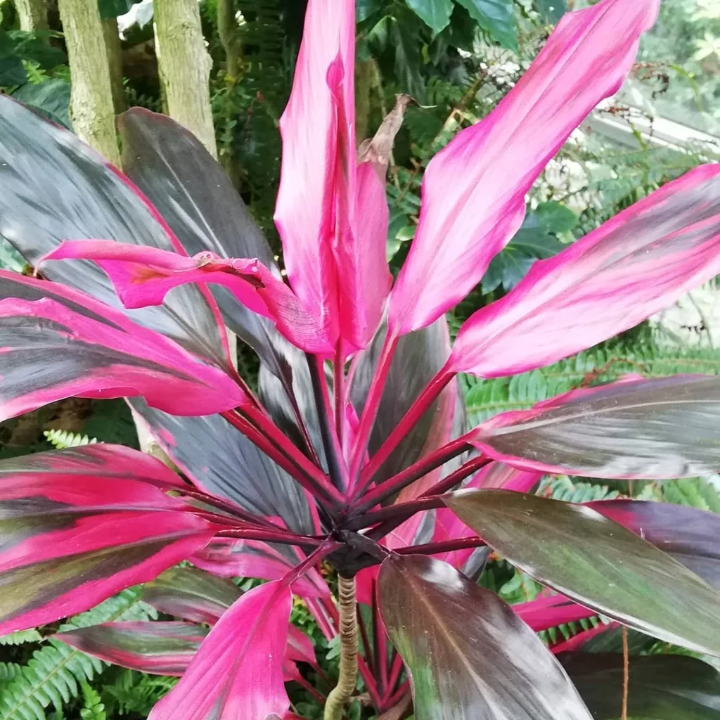 Cordyline Fruticosa