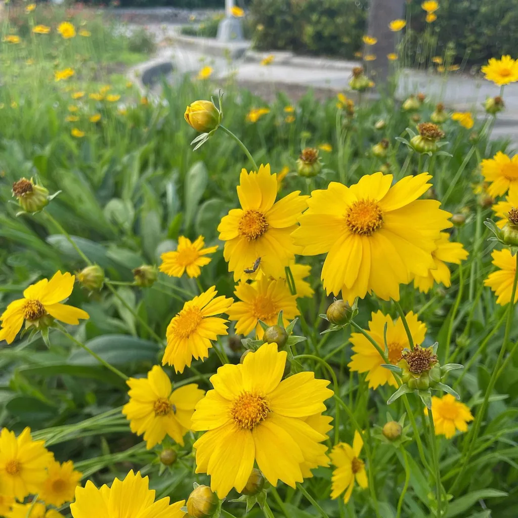 Coreopsis Lanceolata