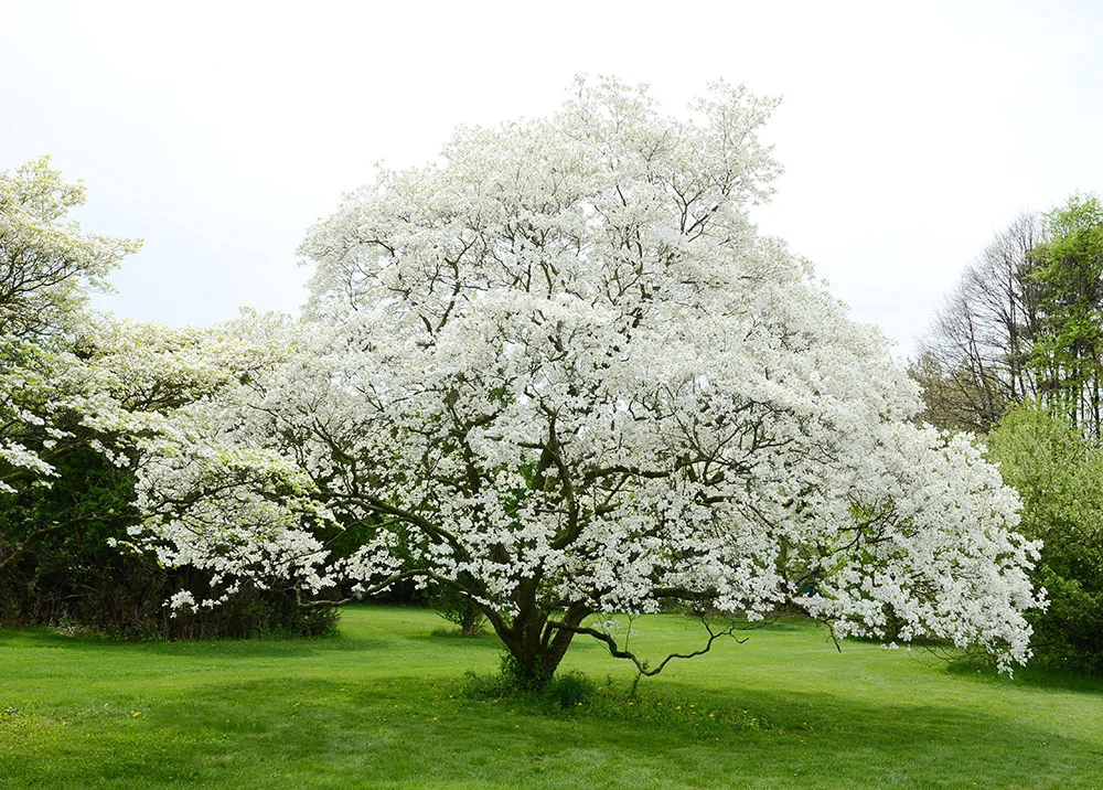 Cornus Florida