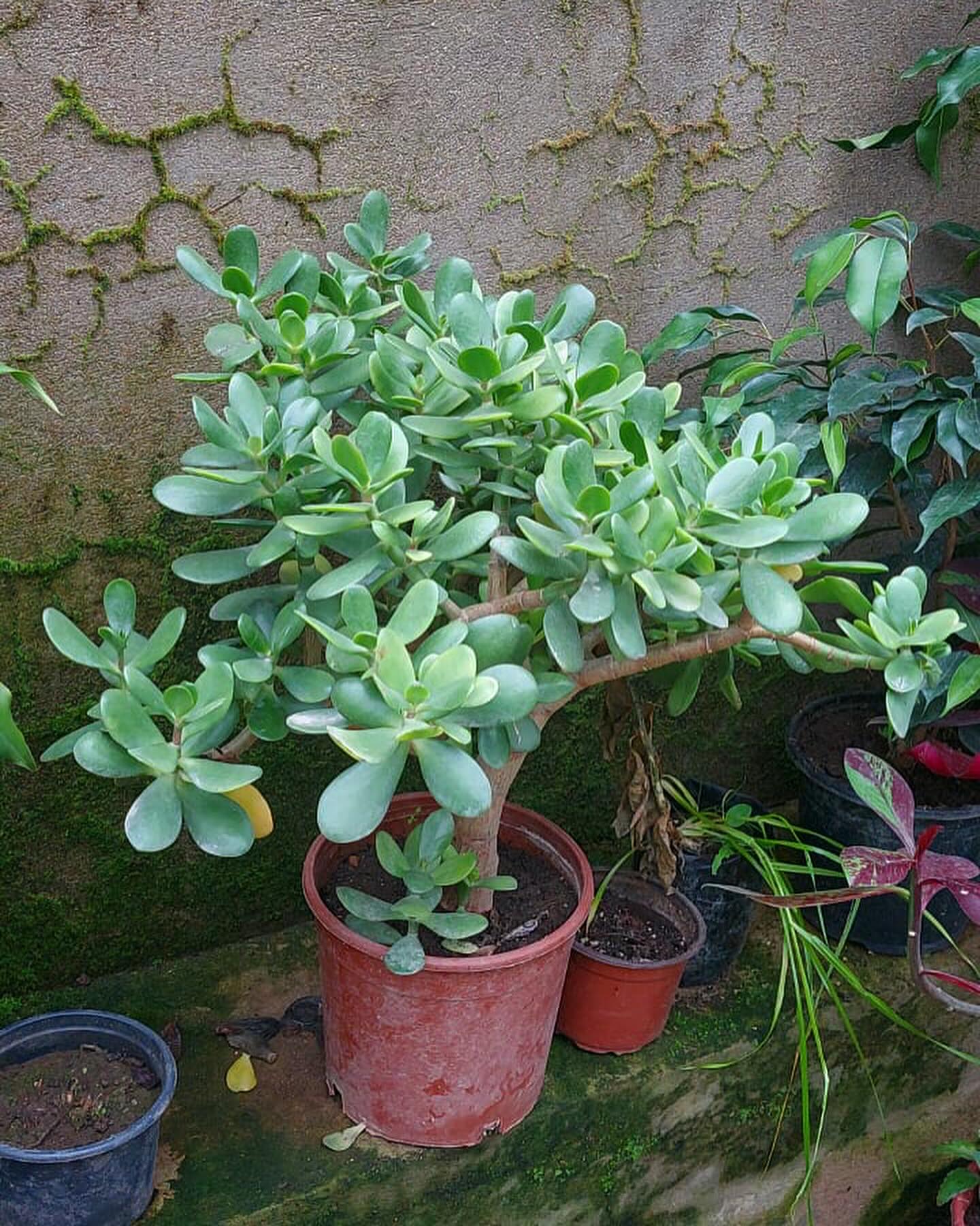 plant-faqs-crassula-ovata-jade-plant