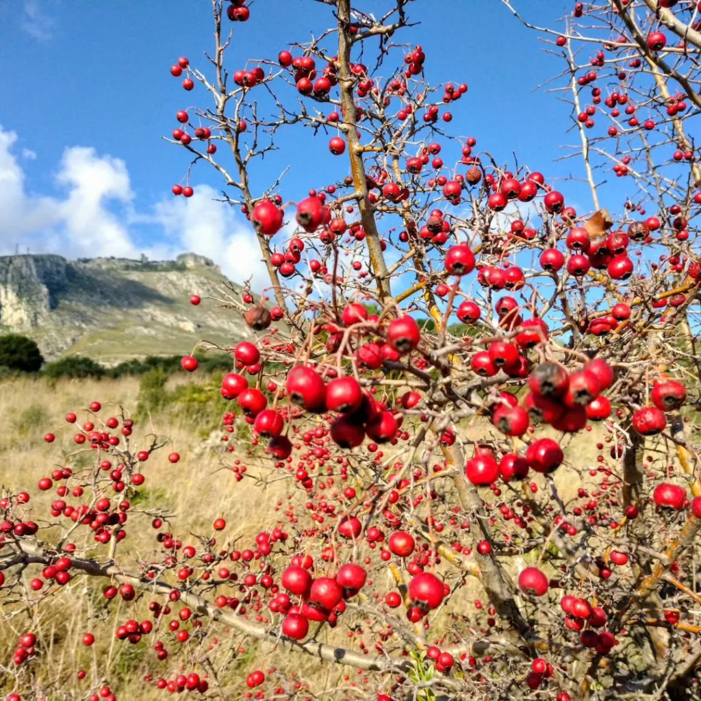 Crataegus Monogyna