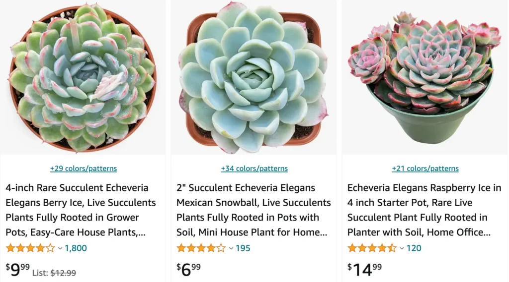 Echeveria Elegans