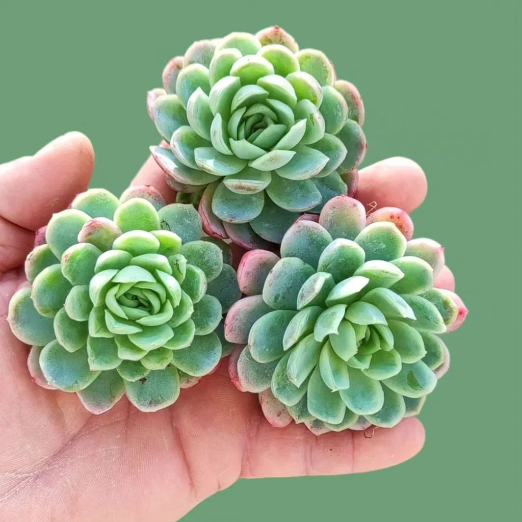 Echeveria Elegans