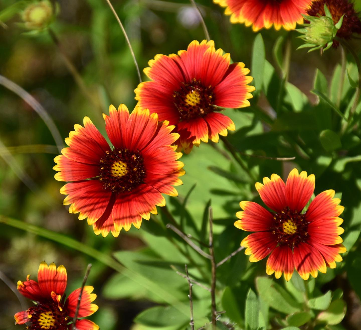 Gaillardia Pulchella