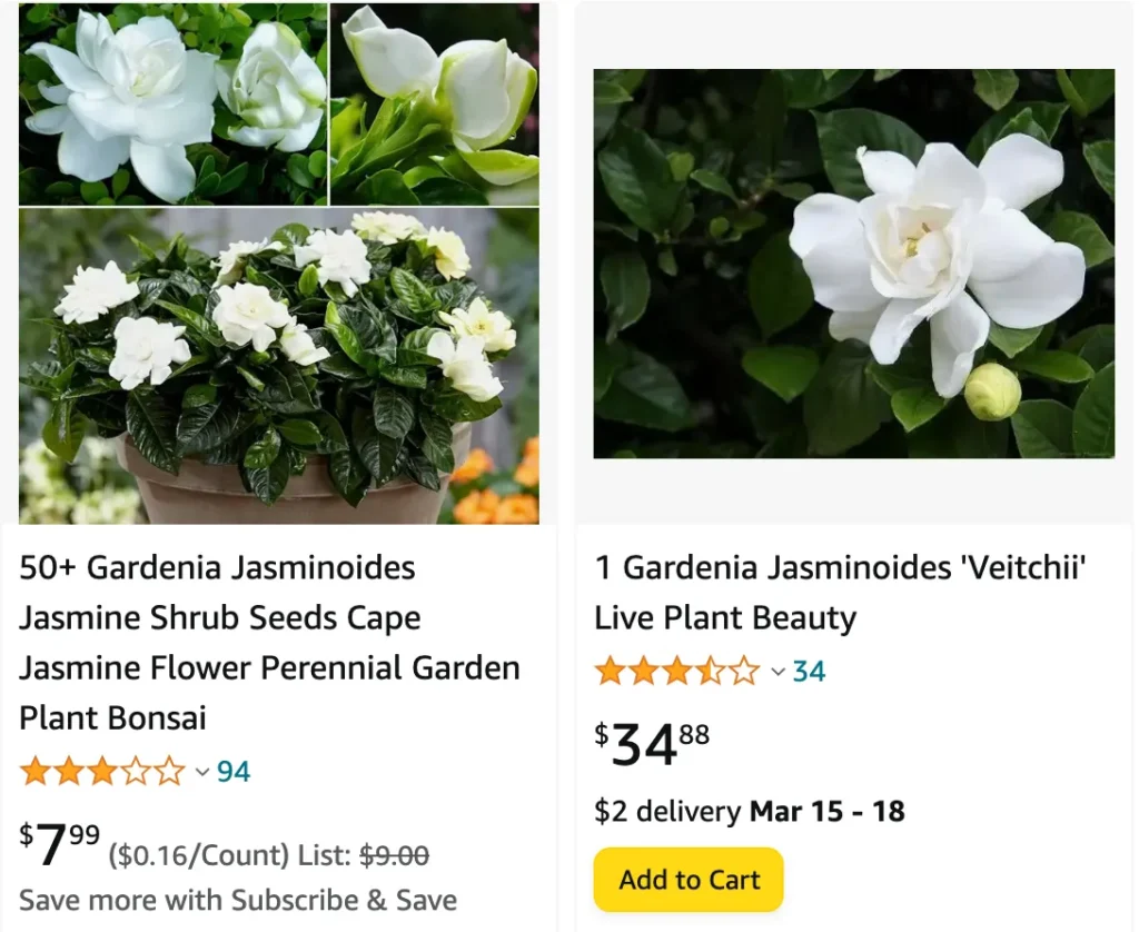 Gardenia Jasminoides